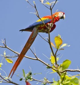 Scarlet Macaw.