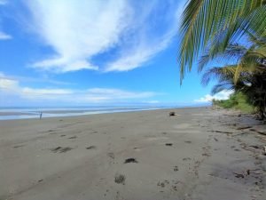 Tropical Beach.