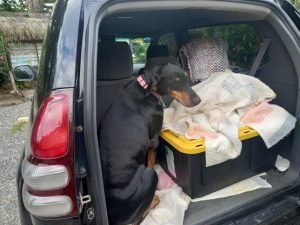 Dog inside a car. 