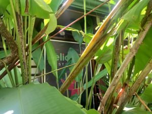 Restaurant in the jungle.