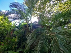 Restaurant in jungle.