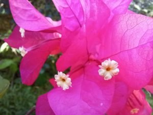 Bougainvillea plant.