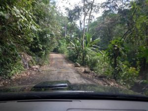 Jungle road.