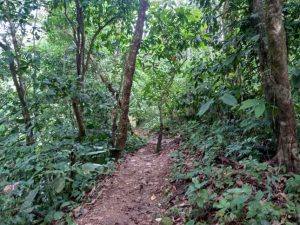 jungle path.