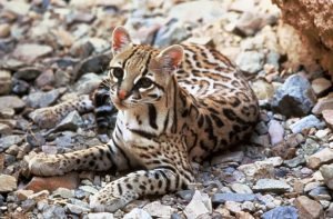 ocelot cat.