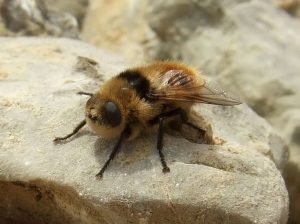 A fly on a rock.