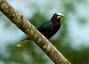 Bird on branch.