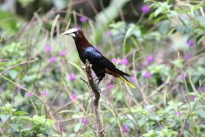 Bird on branch.