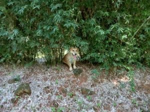 Dog in grass.