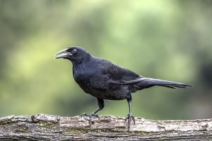 Bird on branch.