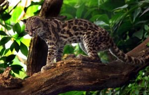 margay.