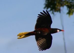 Bird flying.