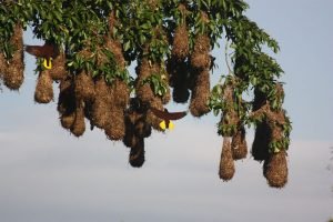 Bird nests