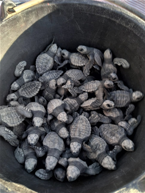 baby turtles.