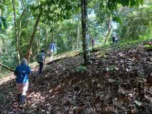 People in forest.