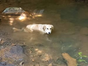 Dog in water.