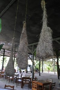 Hanging nests.