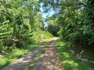 Road in forest.