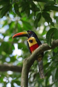 A Fiery-Billed Aracari.