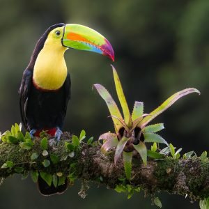 Keel-Billed Toucan.