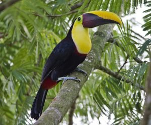 A Yellow-Throated Toucan.