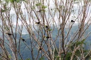 A flock of Yellow-Throated Toucans near Ojochal, Costa Rica. 