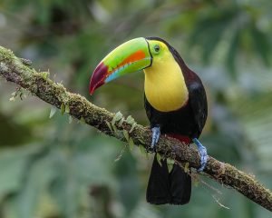 A Keel-Billed Toucan demonstrating the massive beak.