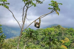 A sloth hanging on a Cecropia branch near Ojochal.